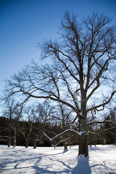 Δέντρο σφενδάμνου το χειμώνα — Φωτογραφία Αρχείου