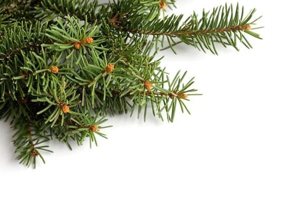 Odvětví vánočního stromu — Stock fotografie
