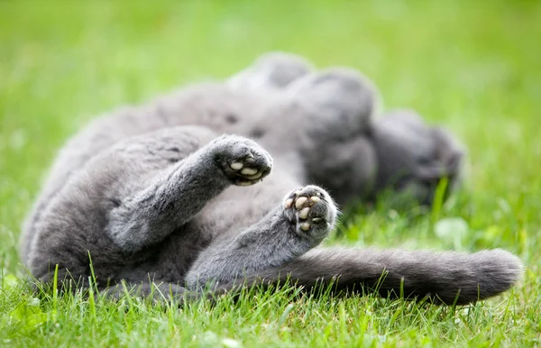 Gato gris —  Fotos de Stock