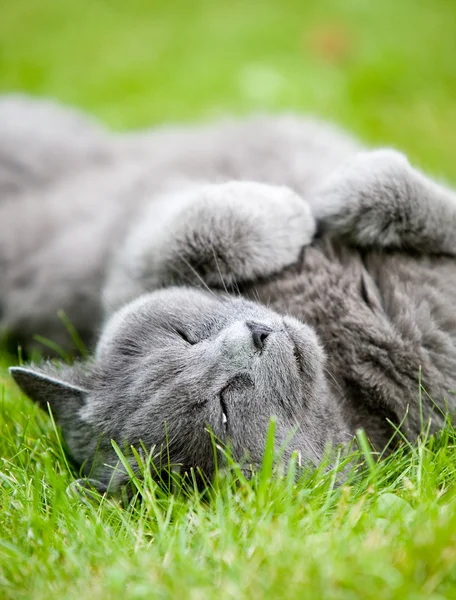 회색 고양이 — 스톡 사진