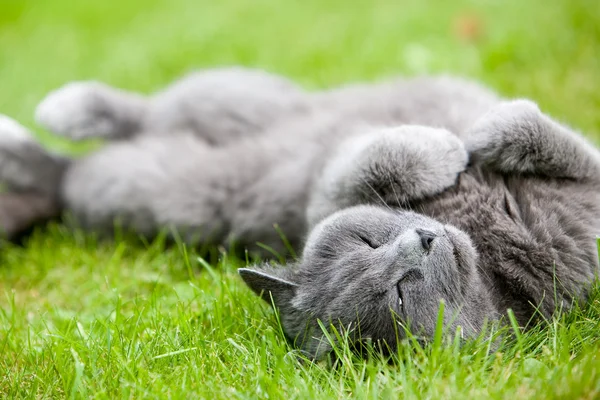 Gray cat — Stock Photo, Image