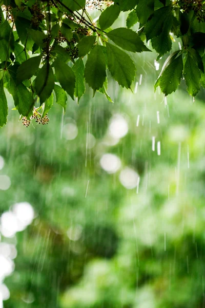 Дощовий день — стокове фото
