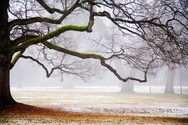 Fog in the park — Stock Photo, Image