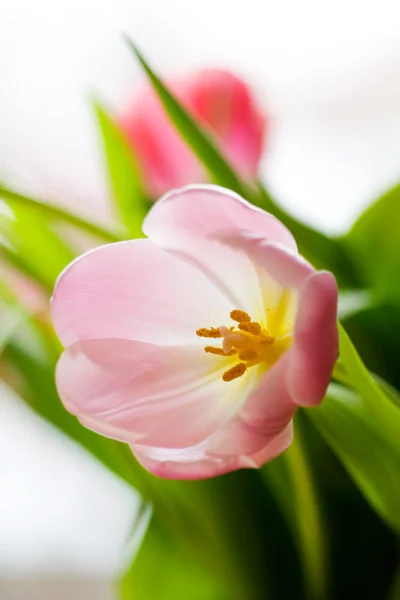 Colourful tulips — Stock Photo, Image
