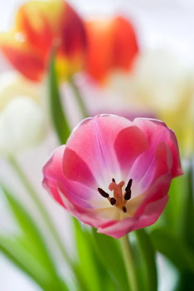 Colourful tulips — Stock Photo, Image