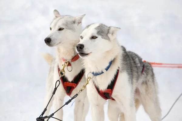 爱斯基摩雪橇犬 — 图库照片