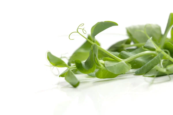 Branches of pea — Stock Photo, Image