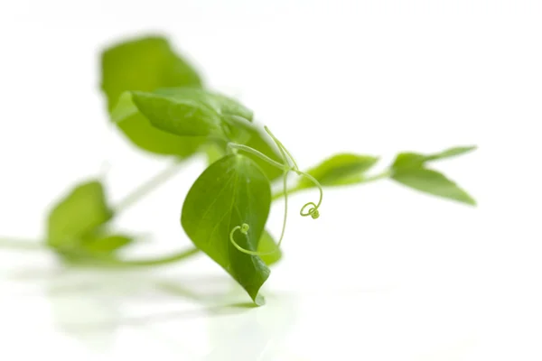 Branches of pea — Stock Photo, Image