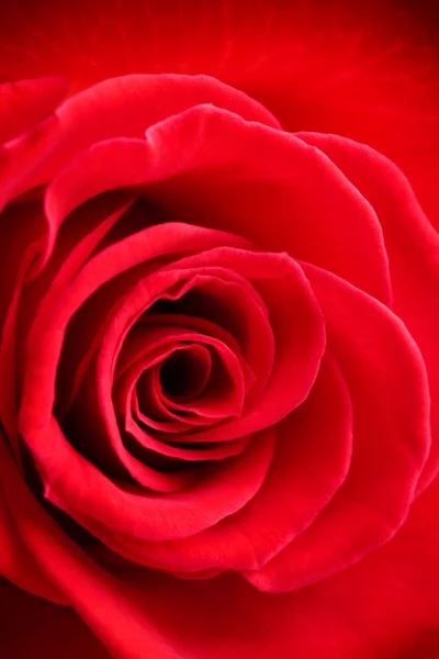 Detalhe da rosa vermelha — Fotografia de Stock