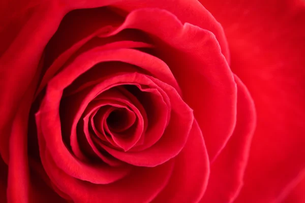 Détail de Rose rouge — Photo