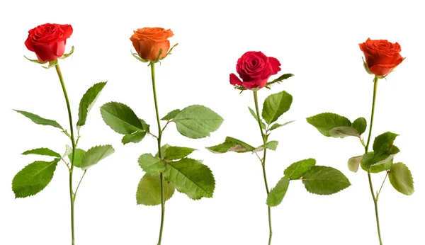 Cuatro rosas aisladas — Foto de Stock
