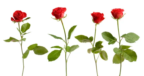 Чотири ізольованих троянд — стокове фото