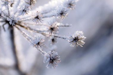 Frozen plant clipart