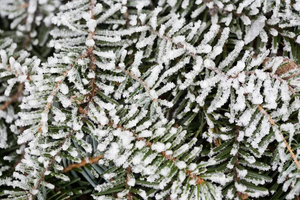 겨울 소나무 — 스톡 사진