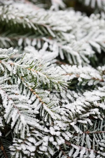 Kışın çam ağacı — Stok fotoğraf
