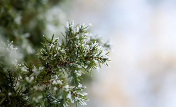 Pine tree in winter — Stock Photo, Image