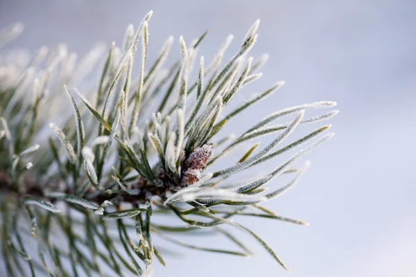 冷凍の松の木 — ストック写真