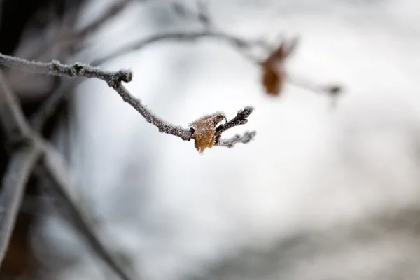 서리가 나뭇잎 — 스톡 사진
