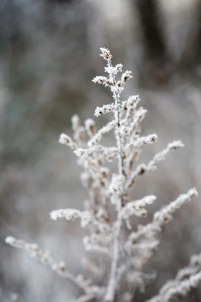 Planta gelada — Fotografia de Stock
