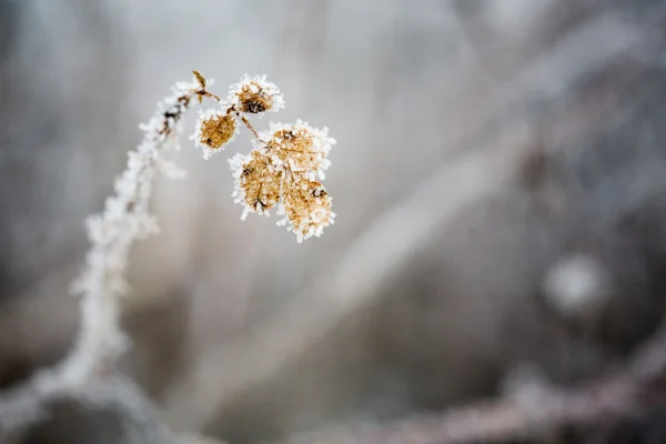 冷ややかな葉 — ストック写真