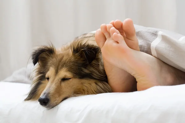 Sheltie sleeping with her owner — Stock Photo, Image