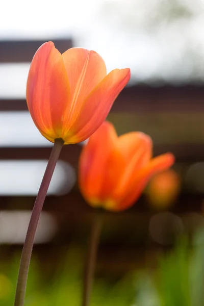 Tulipanes naranjas —  Fotos de Stock