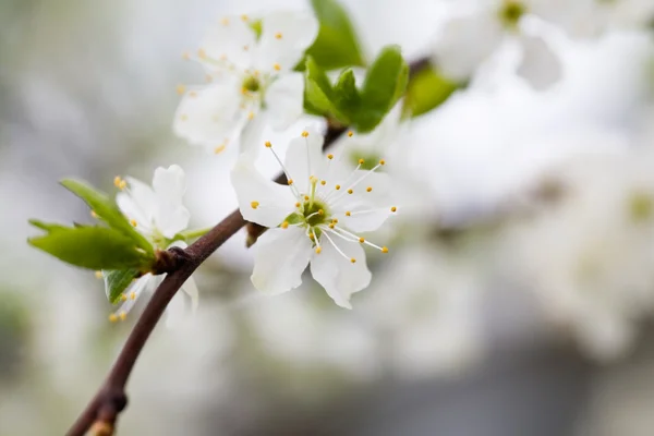 Plum tree blooming — Stock Photo, Image