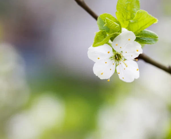 Plum tree blooming — Stock Photo, Image