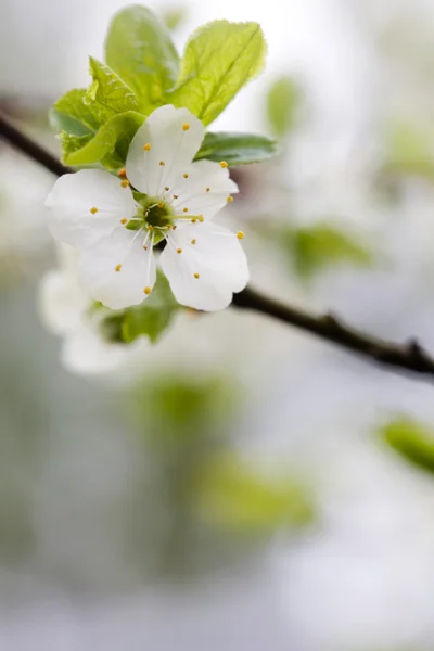 Plommon trädet blommar — Stockfoto