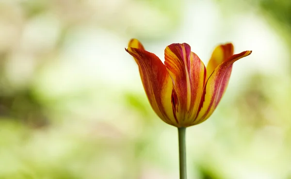 Tulipan kolorowy — Zdjęcie stockowe
