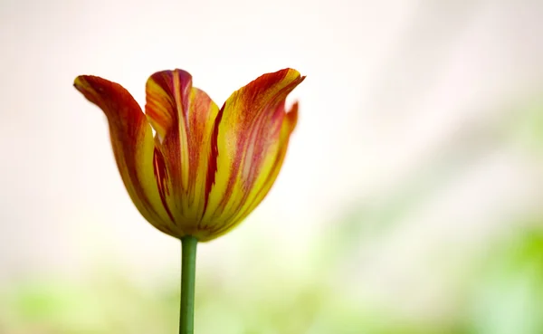 Tulipa colorida — Fotografia de Stock