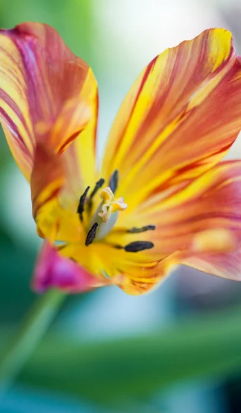 Barevný Tulipán — Stock fotografie