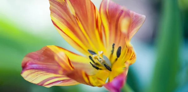 Tulipan kolorowy — Zdjęcie stockowe