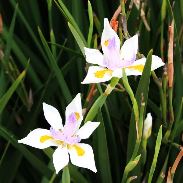 stock image White lilium flowers