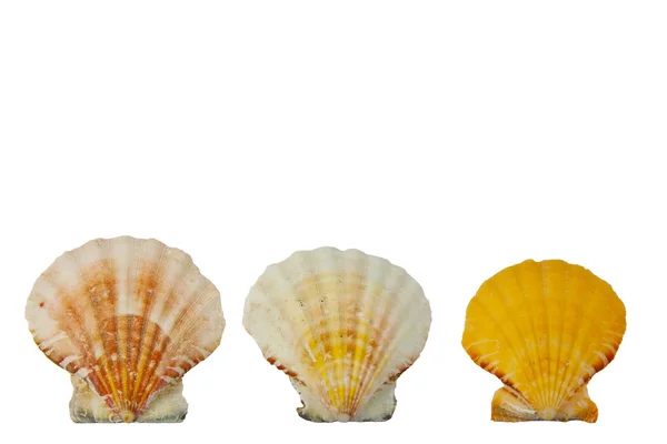 Three shells — Stock Photo, Image