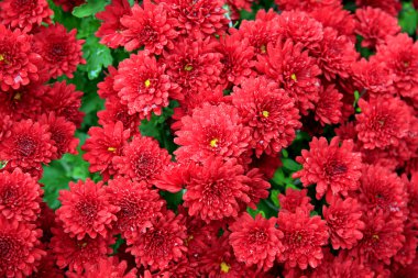 Red Asters clipart