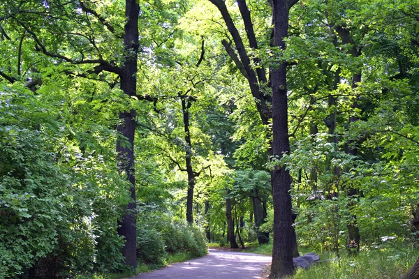 stock image Walking the park