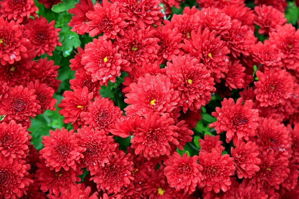 Red Asters — Stock Photo, Image
