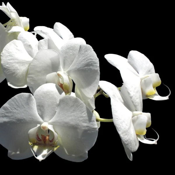 stock image Orchid