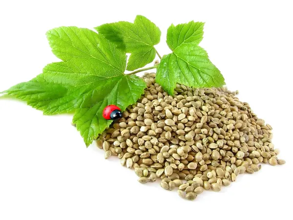 Hemp seeds, twig and ladybug isolated — Stock Photo, Image