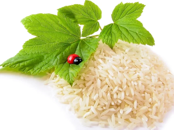 Rijst, takje en lieveheersbeestje geïsoleerd — Stockfoto