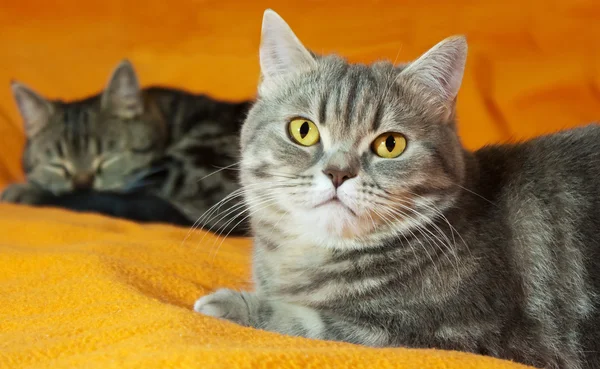 Two cats on orange background — Stock Photo, Image