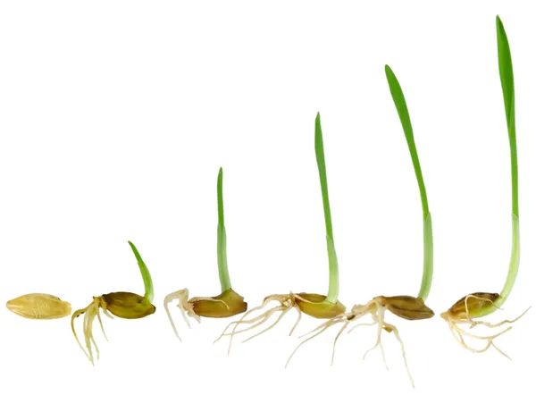 Viendo crecer la brizna de hierba — Foto de Stock