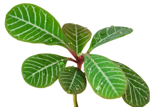 Close-up van een kleine palm bladeren, geïsoleerd op wit — Stockfoto