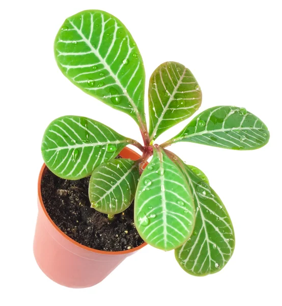 En liten växt i en pott, isolerad på vit — Stockfoto