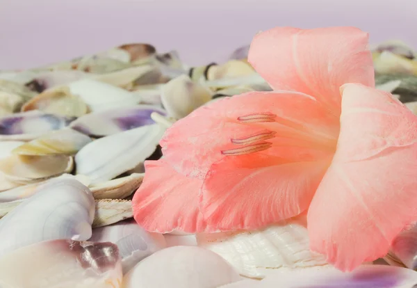 Ракушки и розовый цветок гладиолуса, фон — стоковое фото