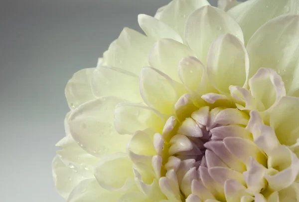 Beautiful white dahlia flower, close up — Stock Photo, Image
