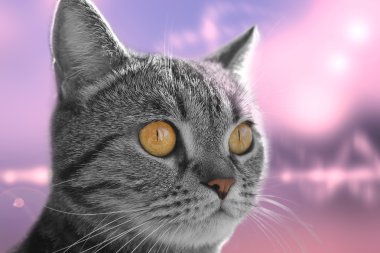 Close up of a cats head on abstract background clipart