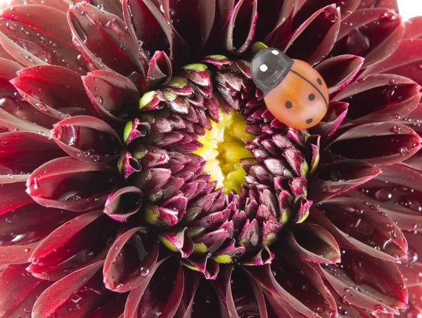Dahlia ve uğur böceği kapat — Stok fotoğraf