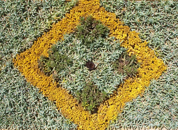 꽃 모양의 항 정선, 텍스처 — 스톡 사진